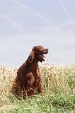 SETTER IRLANDAIS 108